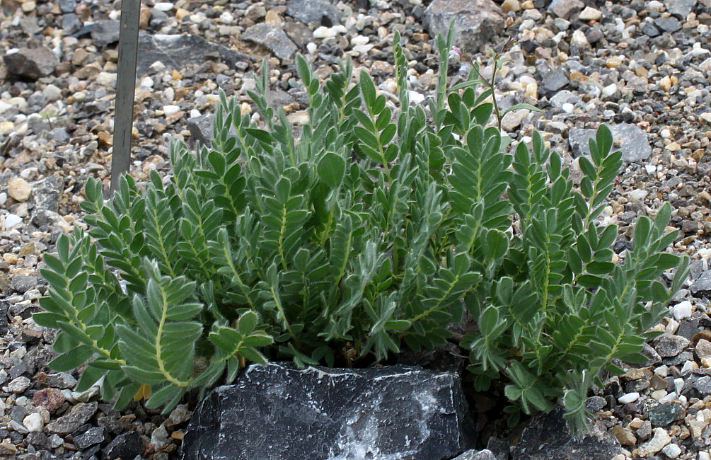 Image of Anthyllis montana specimen.