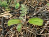 Tribulus terrestris. Ювенильное растение. Крым, Карадагский заповедник, биостанция, опустыненная степная терраса на участке стока дождевых вод, у дороги. 25 июня 2013 г.