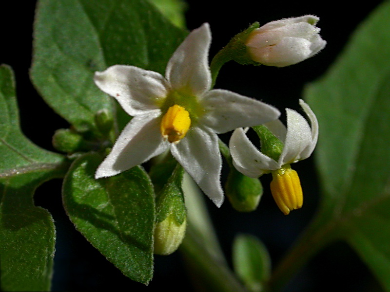 Изображение особи Solanum nigrum.