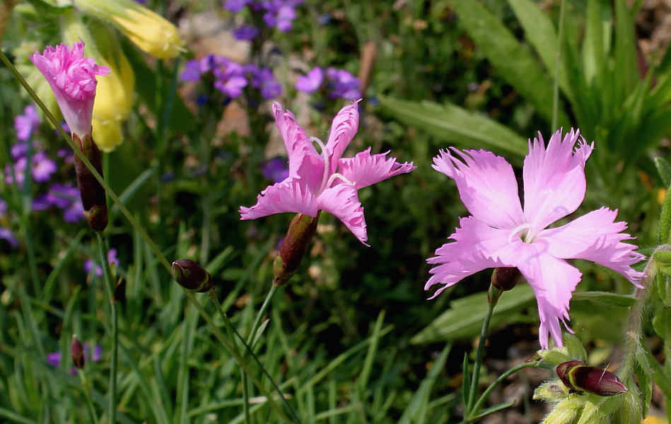 Изображение особи род Dianthus.