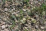 genus Astragalus