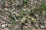 Astragalus