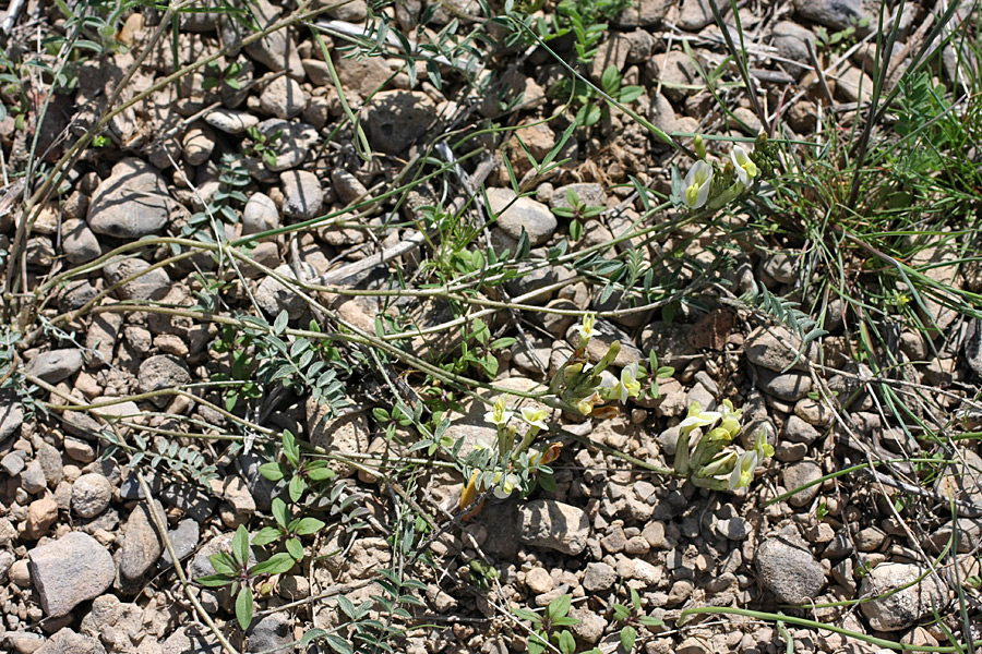 Image of genus Astragalus specimen.