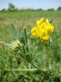 Medicago falcata