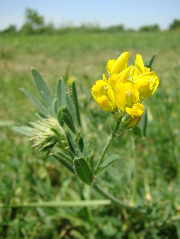 Изображение особи Medicago falcata.