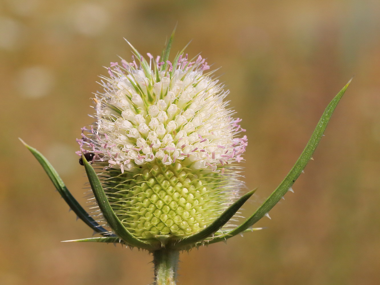 Изображение особи Dipsacus laciniatus.