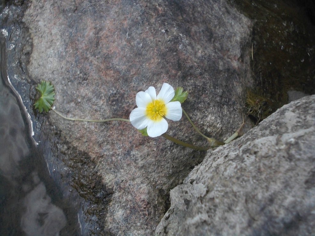 Изображение особи Ranunculus peltatus.