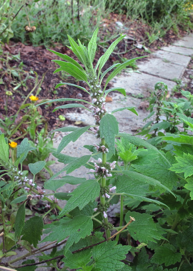 Изображение особи Leonurus quinquelobatus.