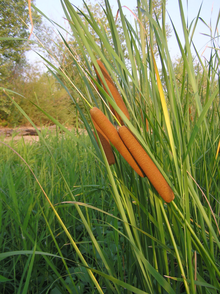 Image of genus Typha specimen.