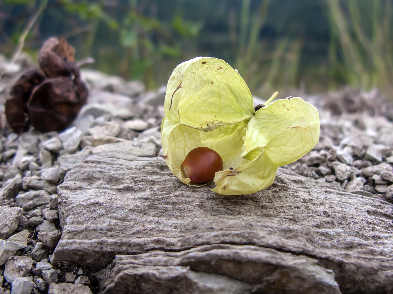 Image of Staphylea pinnata specimen.