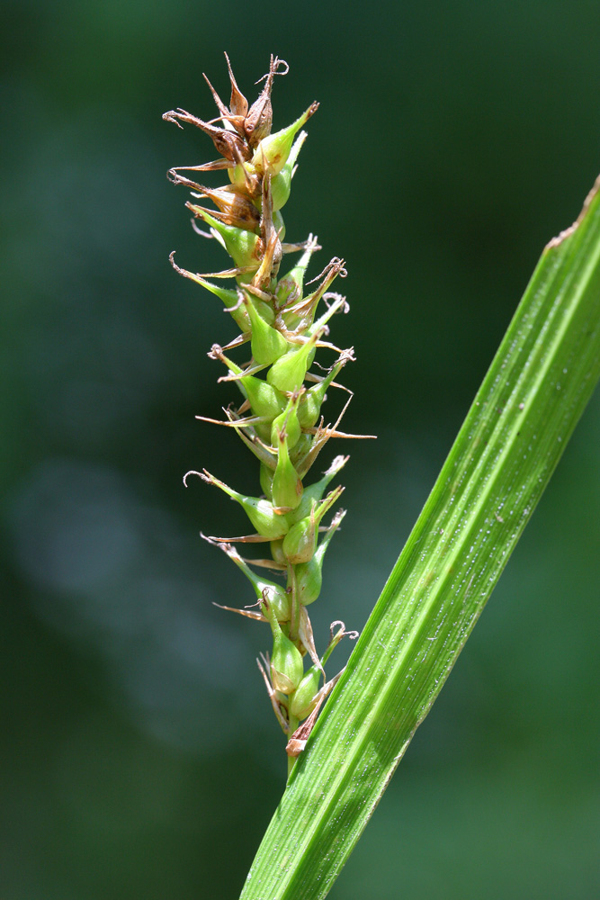 Image of Carex drymophila specimen.