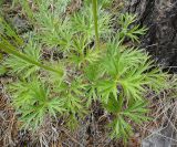 Pulsatilla multifida. Листья плодоносящего растения. Республика Бурятия, Баунтовский эвенкийский р-н, окр. пос. Северный, долина р. Има, речная терраса, опушка леса. 23.06.2013.