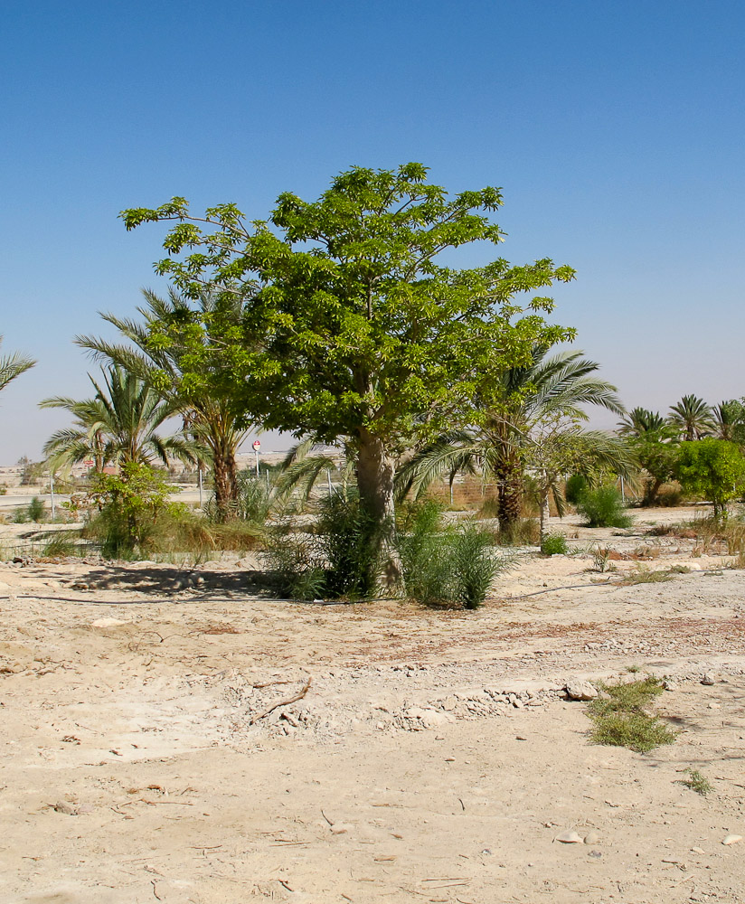 Изображение особи Adansonia digitata.