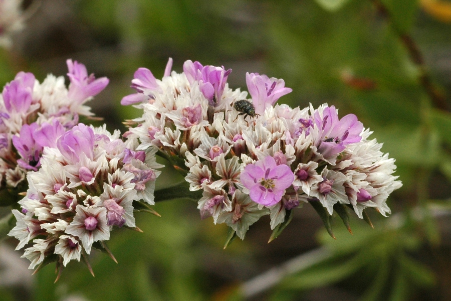 Image of Goniolimon eximium specimen.