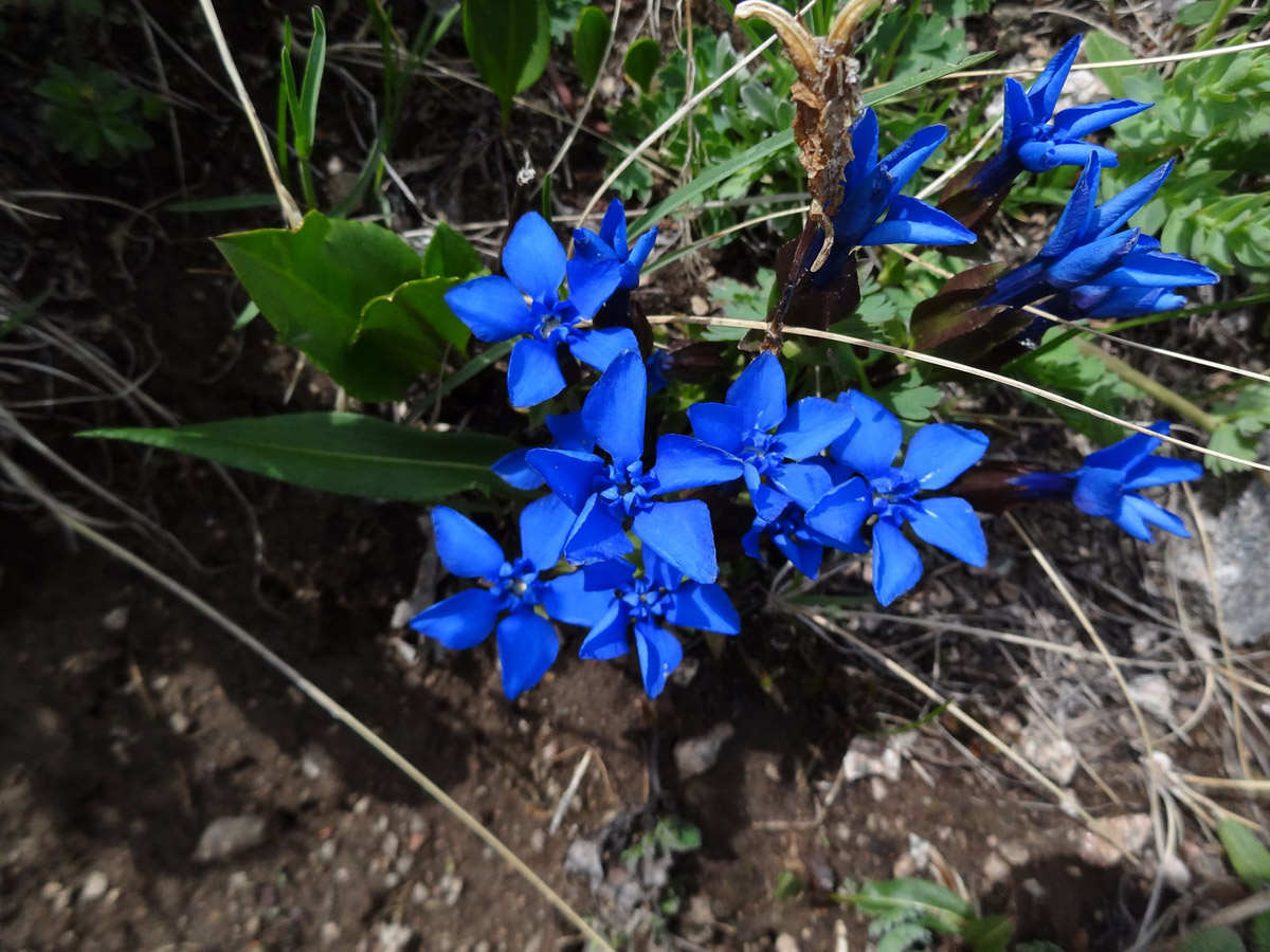 Изображение особи Gentiana uniflora.