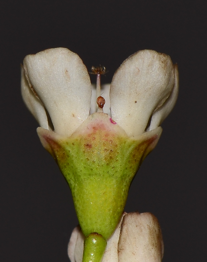 Image of Chamelaucium uncinatum specimen.