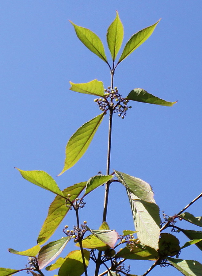 Изображение особи Callicarpa japonica.