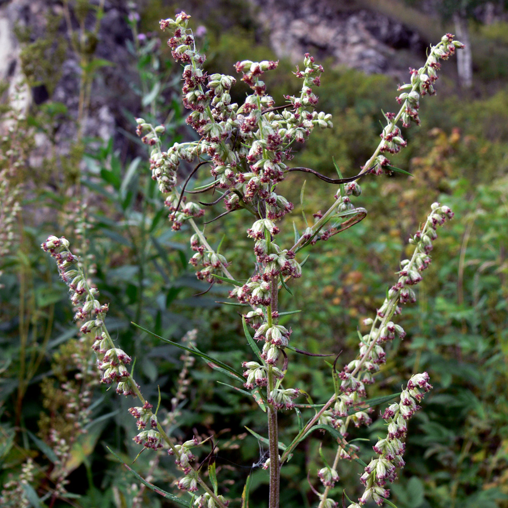 Изображение особи Artemisia vulgaris.