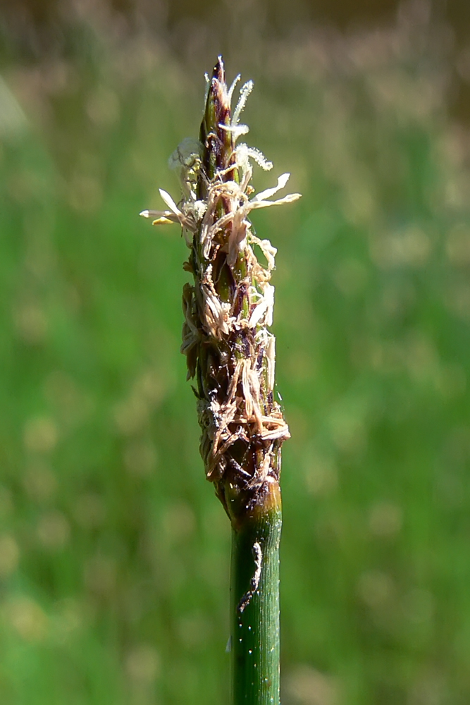 Изображение особи Eleocharis palustris.