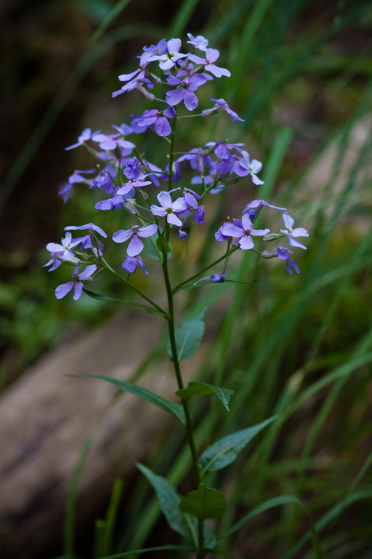 Изображение особи Hesperis matronalis var. glabra.