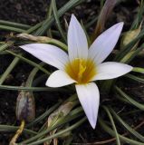 Romulea bulbocodium