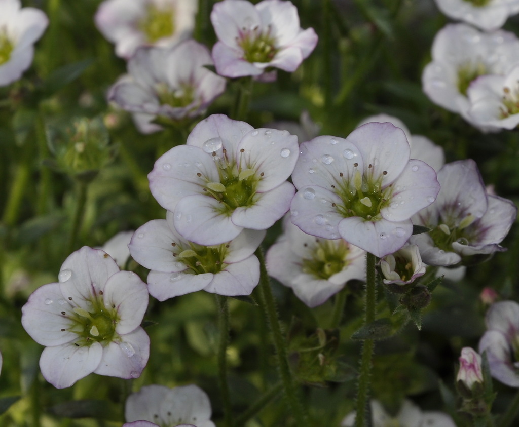 Изображение особи род Saxifraga.