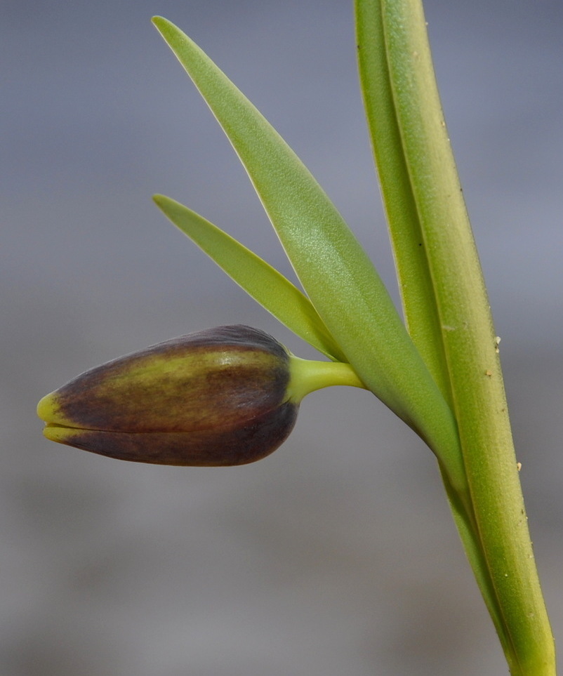 Image of Fritillaria uva-vulpis specimen.