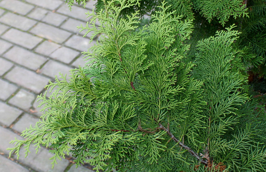 Image of Chamaecyparis lawsoniana specimen.