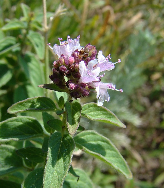 Изображение особи Origanum vulgare.