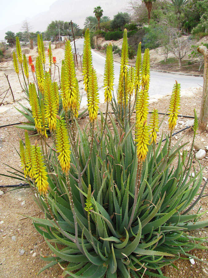 Image of genus Aloe specimen.