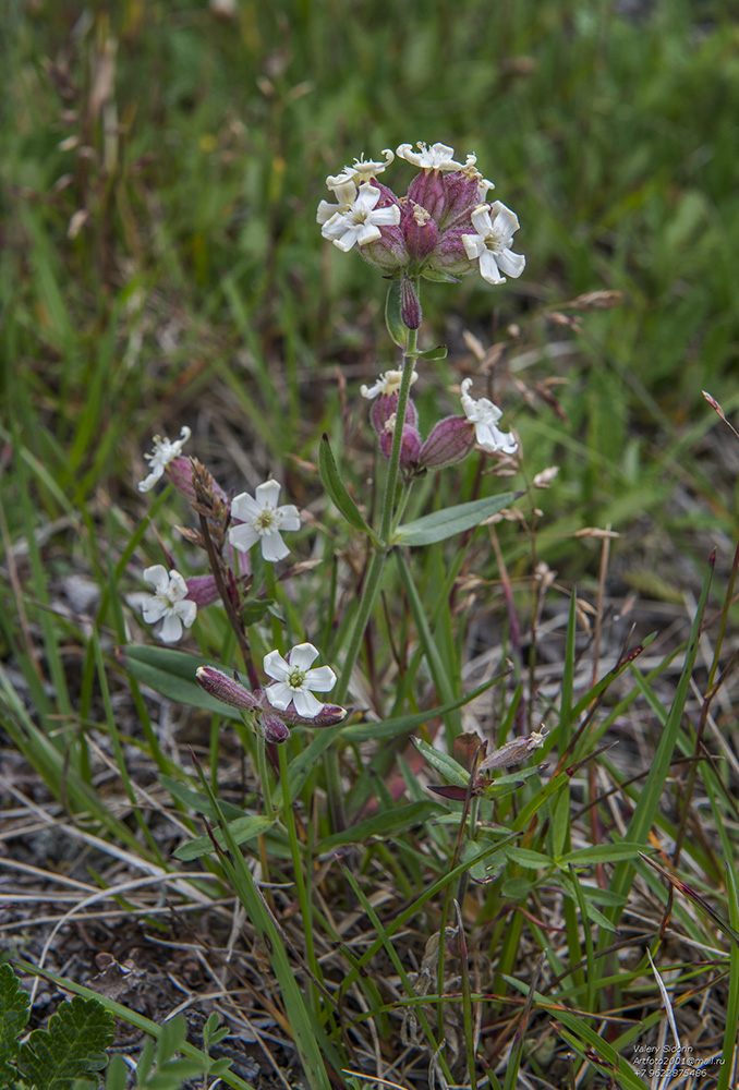 Изображение особи Silene amoena.