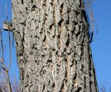 genus Salix
