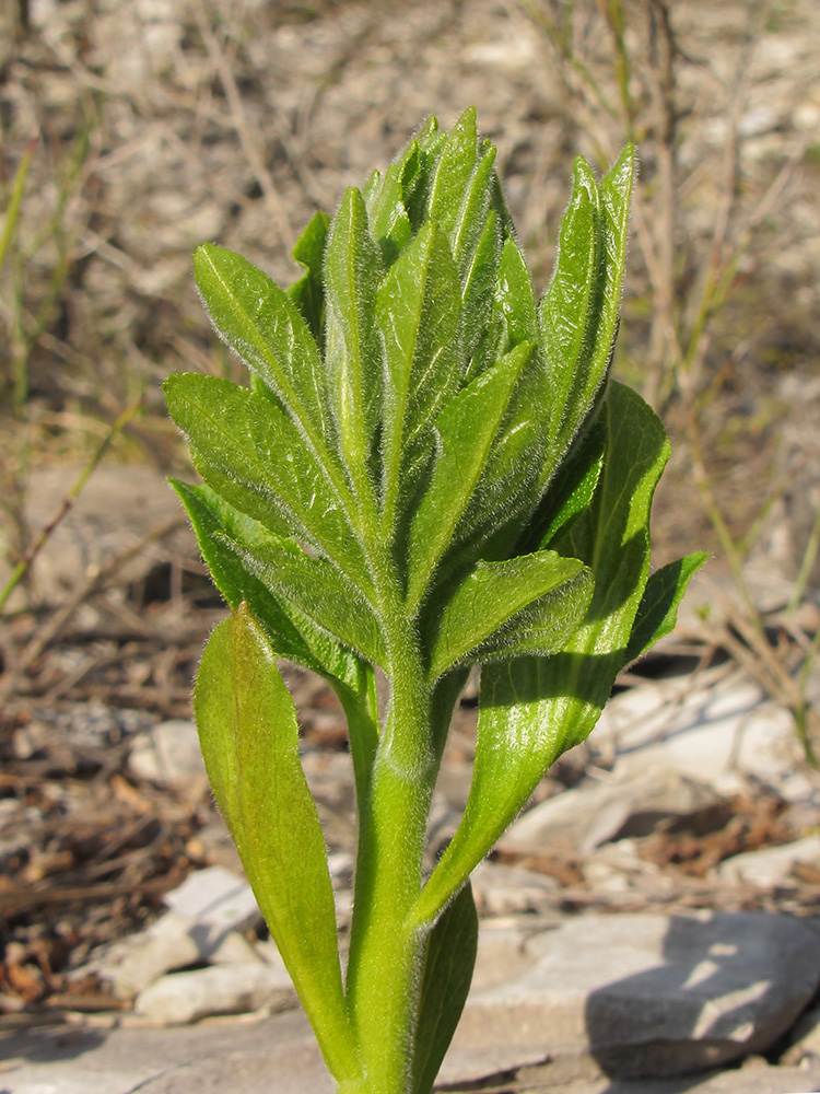 Image of Dictamnus caucasicus specimen.