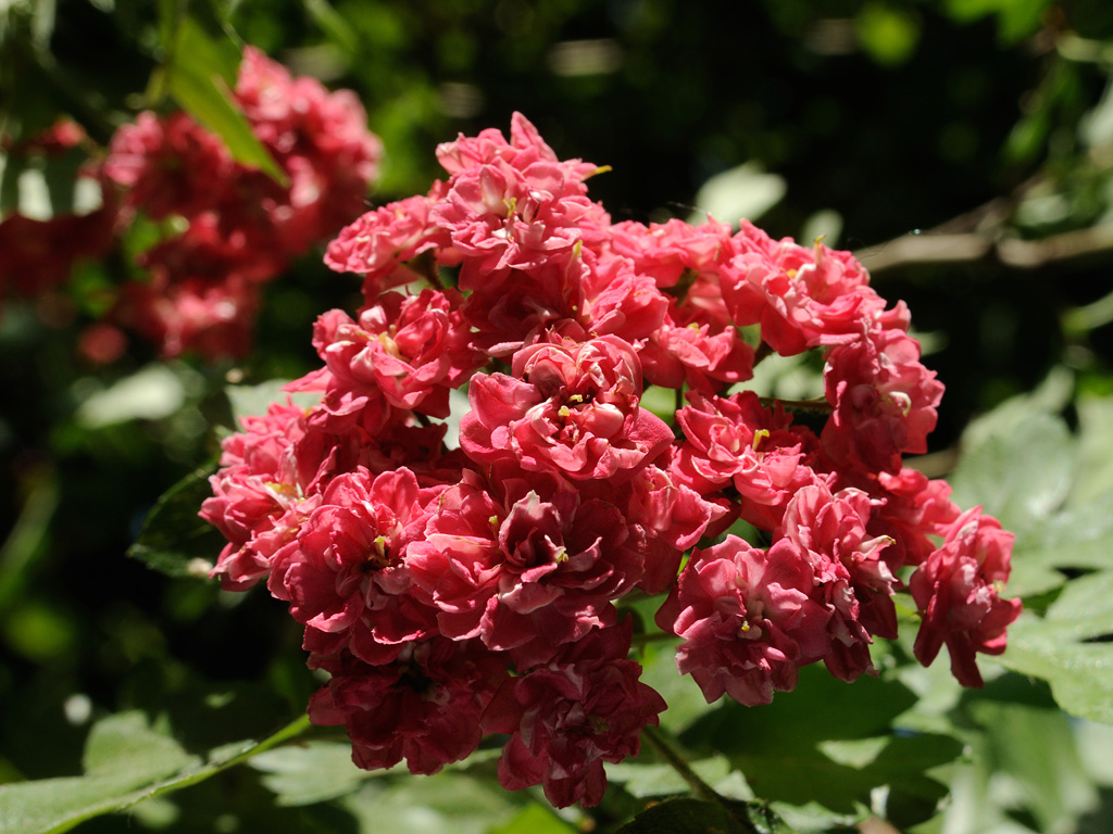 Image of Crataegus × media specimen.