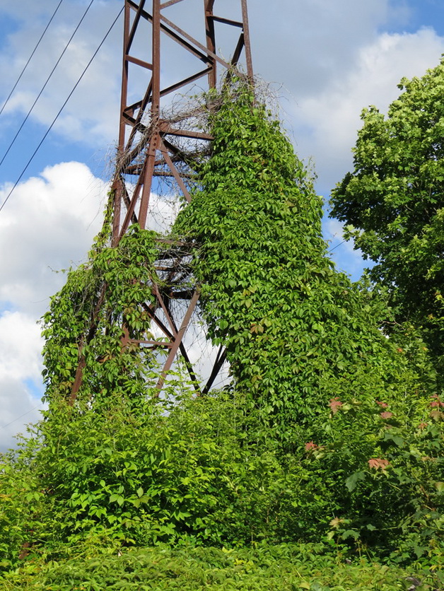 Image of Parthenocissus quinquefolia specimen.