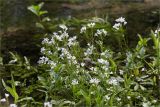 Cardamine amara. Цветущие растения в русле ручья. Ленинградская обл., Ломоносовский р-н, исток р. Лопухинка. 22.06.2014.