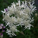 Heracleum apiifolium. Соцветие. Адыгея, Кавказский биосферный заповедник, долина реки Киша, субальпика, 1820 м н.у.м. 03.07.2014.