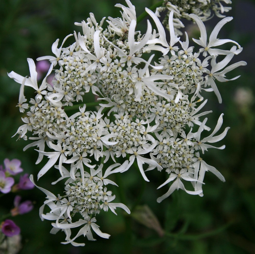 Image of Heracleum apiifolium specimen.