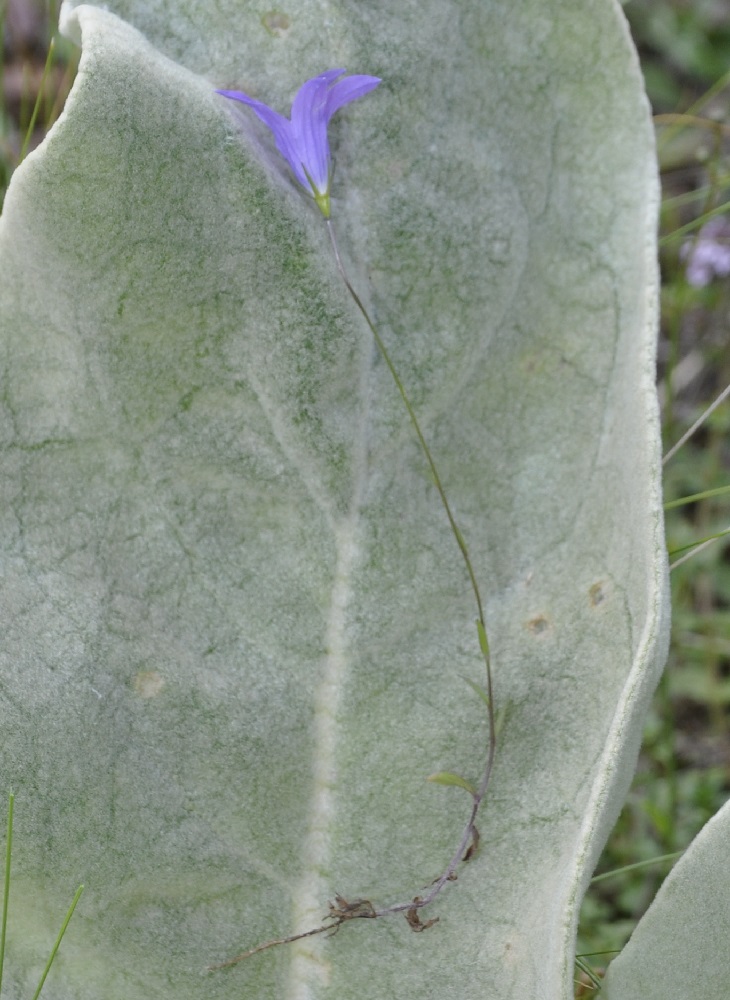 Изображение особи род Campanula.