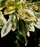 Euonymus japonicus. Верхняя часть ветки с соцветием ('Aureomarginata'). Германия, г. Дюссельдорф, Ботанический сад университета. 03.06.2014.