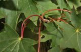 Acer platanoides. Конец веточки. Молдова, Кишинев, Ботанический сад АН Молдовы. 23.07.2014.