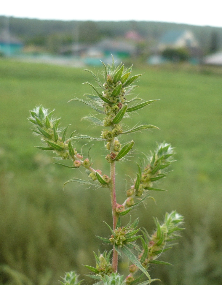 Image of Bassia scoparia specimen.