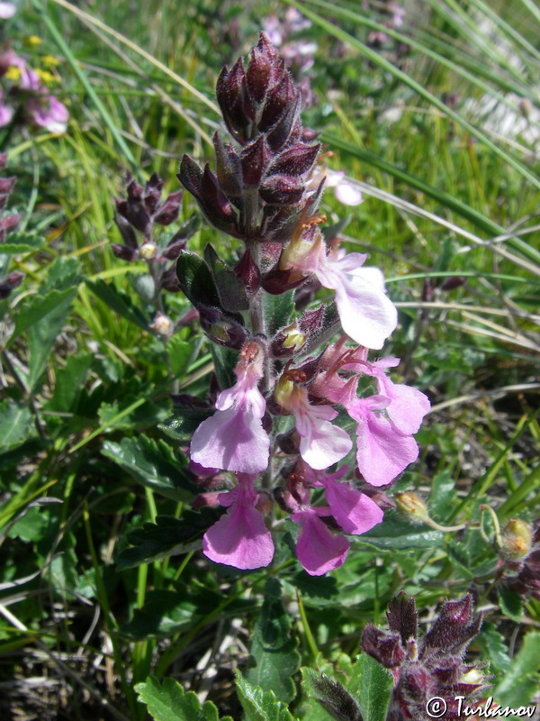 Изображение особи Teucrium chamaedrys.