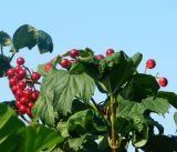 Viburnum opulus