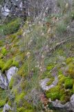 Allium podolicum. Плодоносящие растения. Украина, Кировоградская обл., Устиновский р-н, ландшафтный заказник \"Урочище Монастырище\". 05.10.2013.