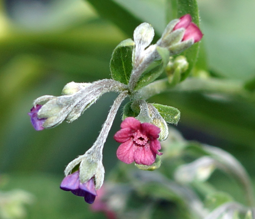 Image of Cynoglossum divaricatum specimen.