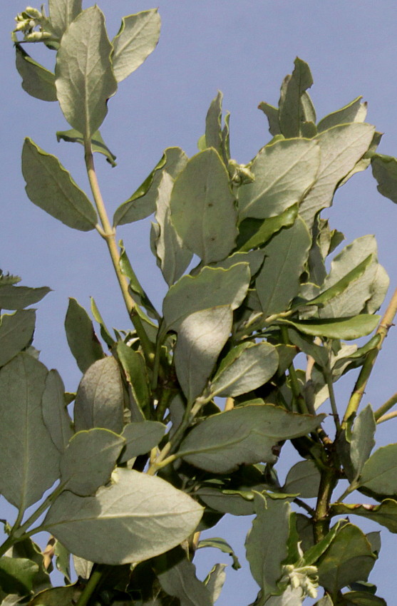 Изображение особи Garrya elliptica.