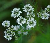 Coriandrum sativum. Соцветия. Московская обл., Раменский р-н, окр. дер. Хрипань, садовый участок. 30.07.2014.