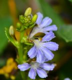 Scaevola crassifolia