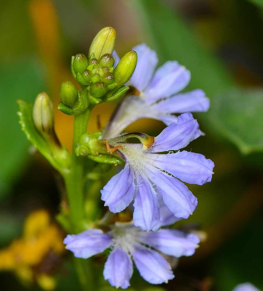 Изображение особи Scaevola crassifolia.